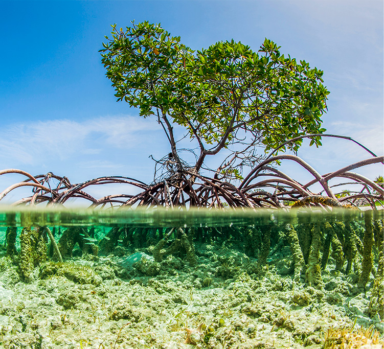 kayak transparent mangrove